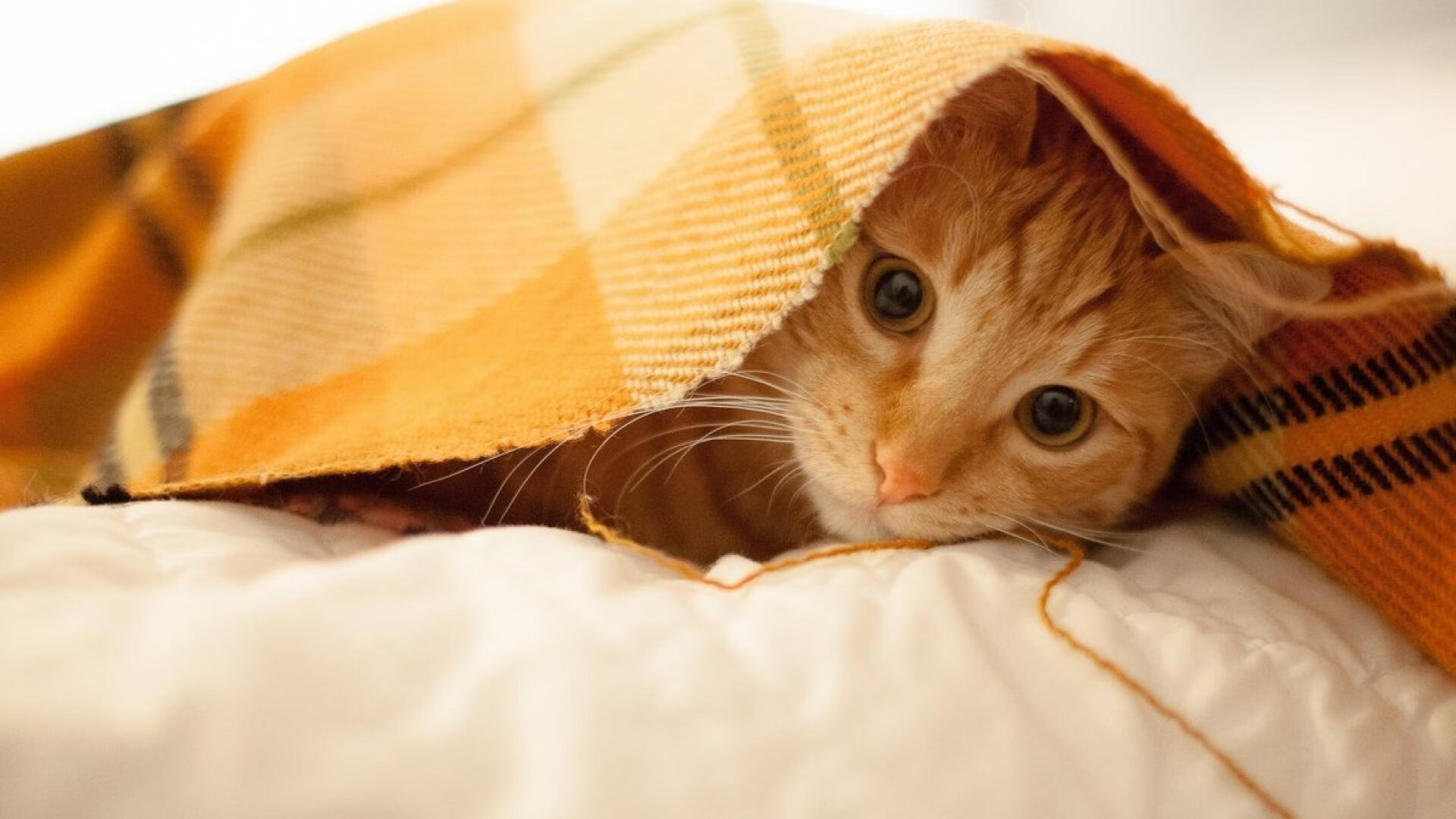 孤胆英雄与体系齿轮，布伦森的爆发如何重塑步行者淘汰赛基因