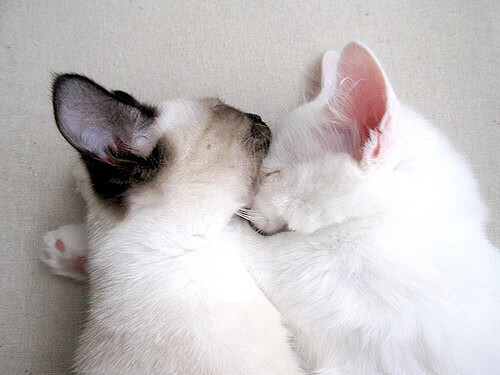 铁壁横跨地中海,当德里赫特在北非主场筑起叹息之墙