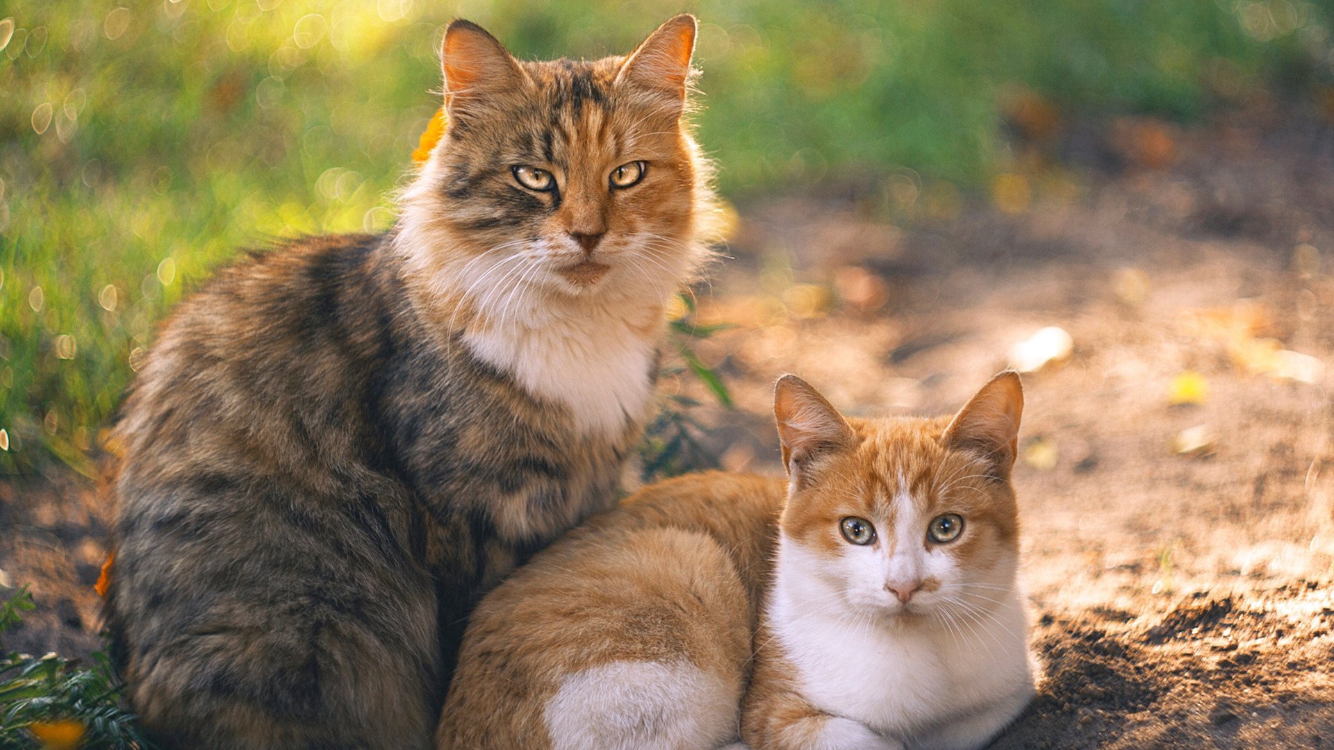 极地风暴与红色巨人,当秘鲁掀翻比利时,卢卡库在2026的雪夜中独自接管比赛