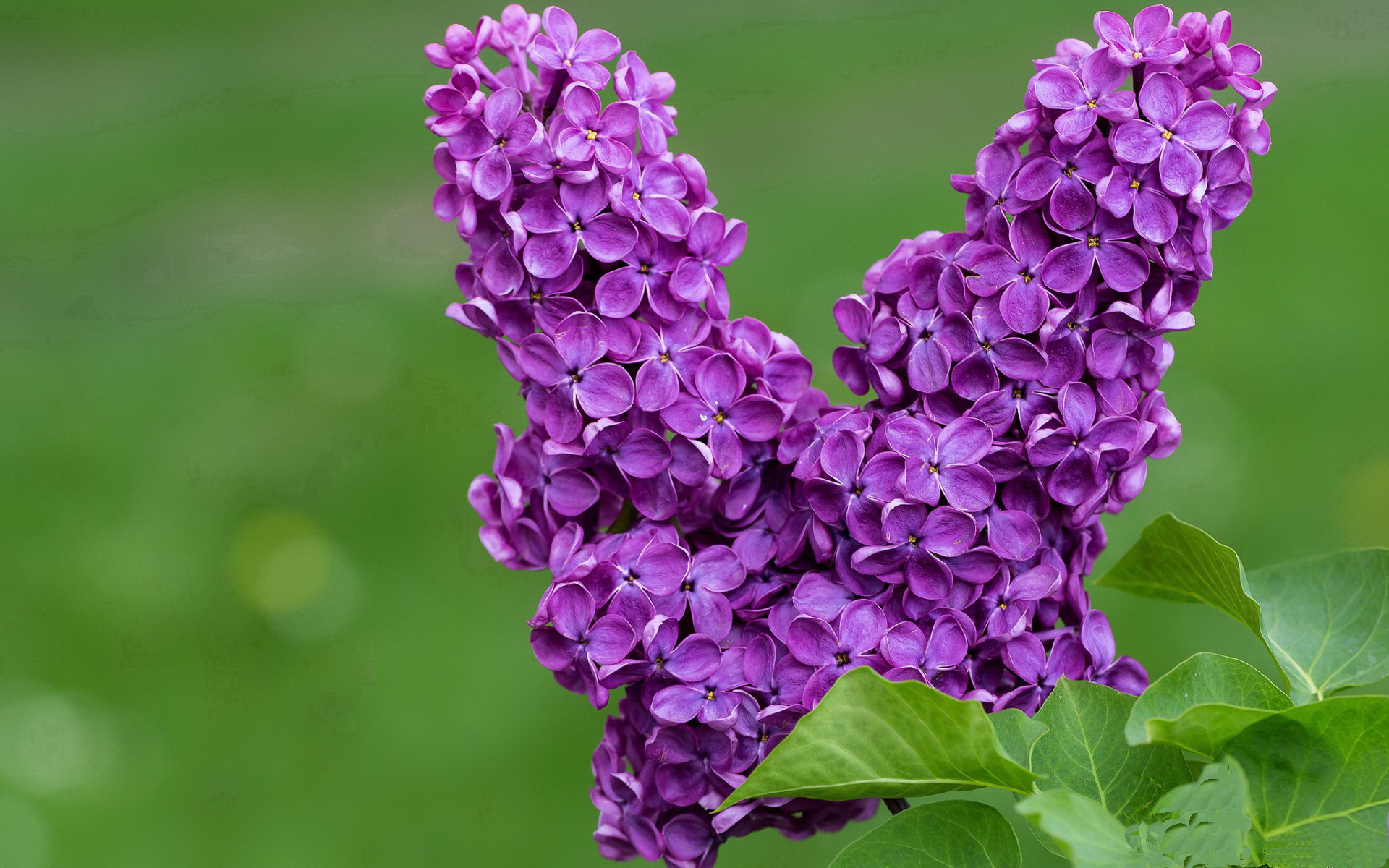 英格拉姆一剑封喉定乾坤，步行者众志成城克马刺