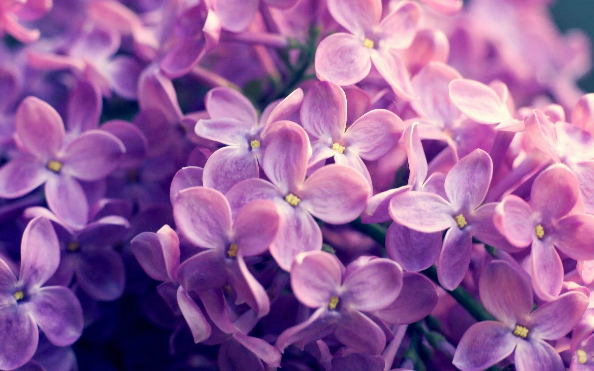 双线战场，一颗雄心，塔图姆奥运前夜的血脉觉醒