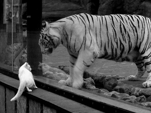 当基辅的寒风冻结安菲尔德，一粒桑巴珍珠照亮北伦敦