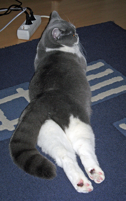 单骑救主与暗夜突围—罗德里爆发背后的尼日利亚险胜密码