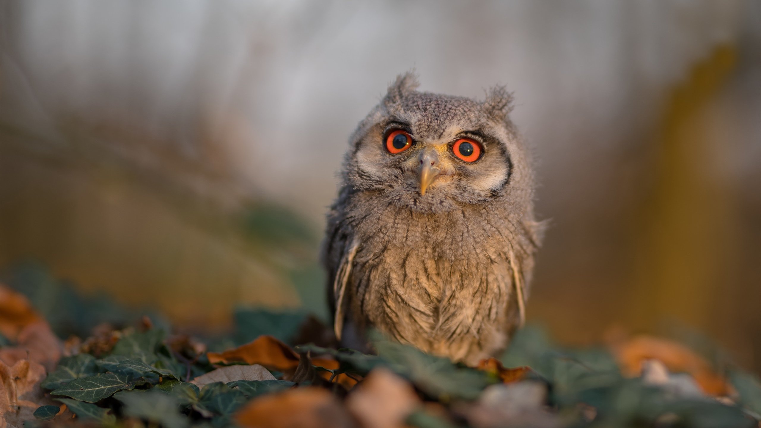 当掘金力克北京队，闯入欧冠淘汰赛的平行宇宙