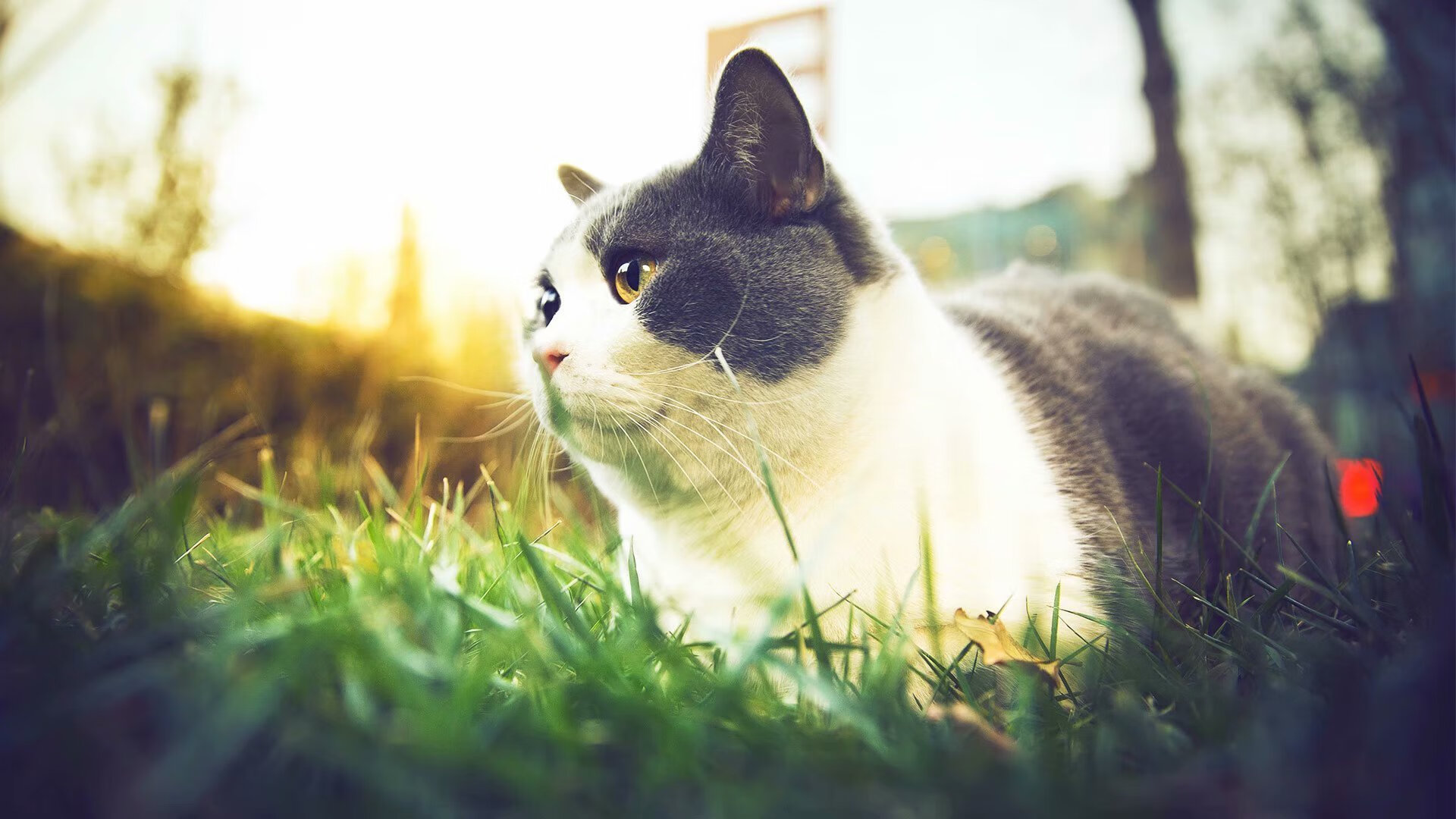 钢铁壁垒与节奏大师，马刺如何用窒息式防守与福克斯的控场艺术终结篮网