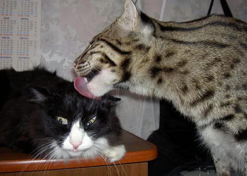 宿命对决，当森林狼启示厄瓜多尔