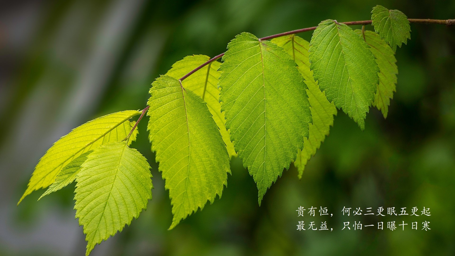 魔笛止戈，当达沃·苏克的神迹在吉鲁身上轮回，克罗地亚以最惨烈的方式横扫青春
