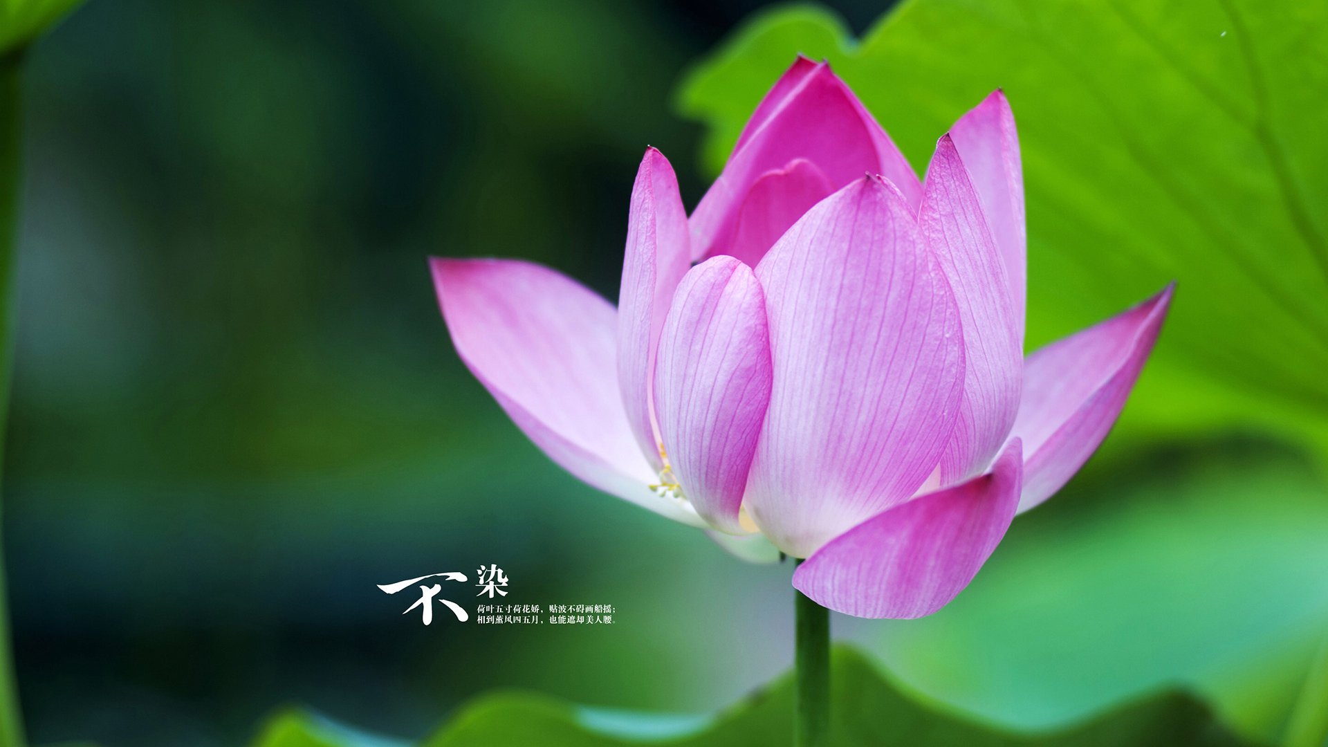 燃烧的绿茵硝烟,厄瓜多尔铁血之师如何在迪亚斯引领下,于G组绞肉机中硬撼突尼斯,刻下唯一性的胜利里程碑